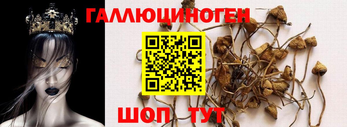 Светлоград  Псилоцибиновые грибы мицелий  Вход с VPN 